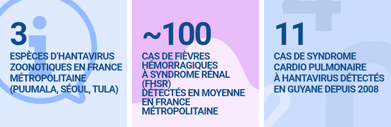   3  espèces d’hantavirus zoonotiques en France métropolitaine (Puumala, Séoul, Tula)  Environ 100  cas de fièvres hémorragiques à syndrome rénal (FHSR) détectés en moyenne en France métropolitaine  11  cas de syndrome cardio pulmonaire à hantavirus détectés en Guyane depuis 2008