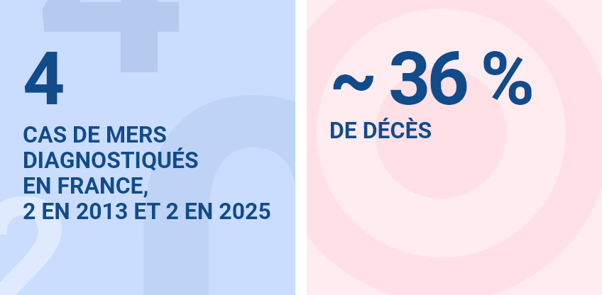 4 cas de Mers diagnostiqués en France, 2 en 2013 et 2 en 2025 ; environ 36% de décès