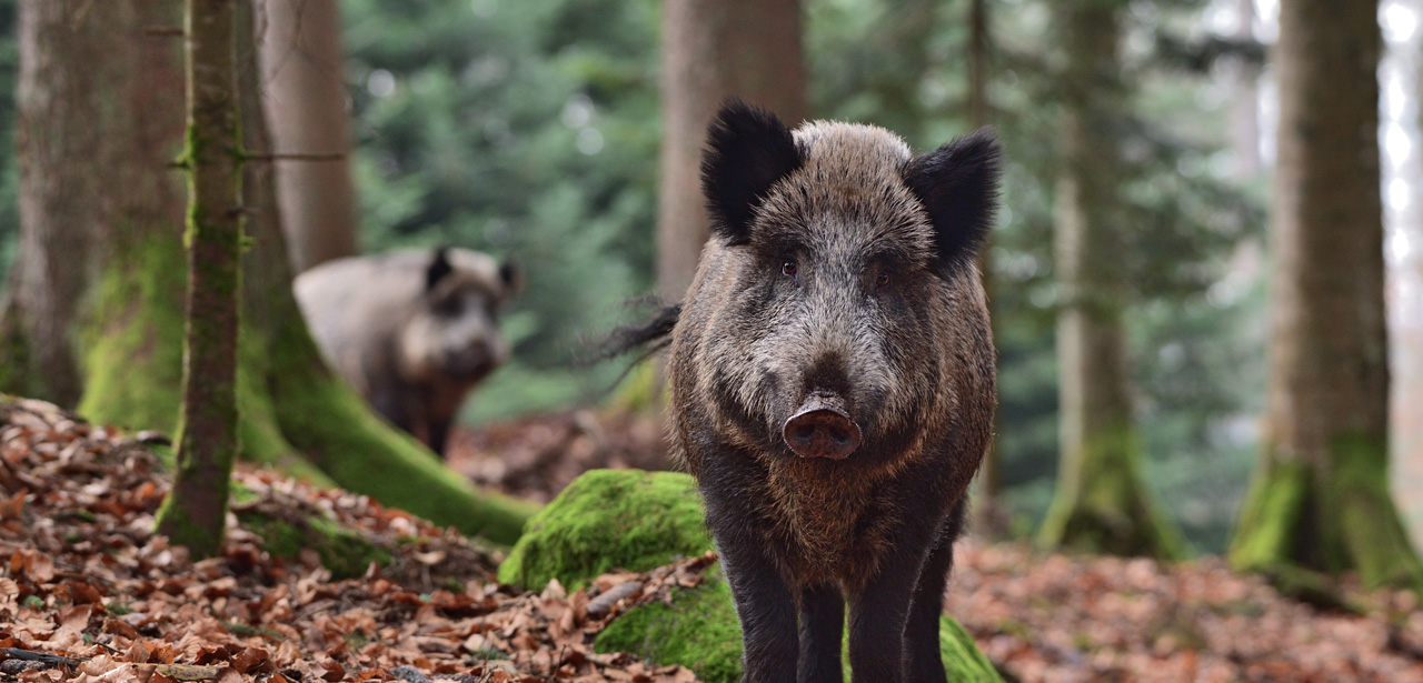 Photo d'un sanglier en forêt