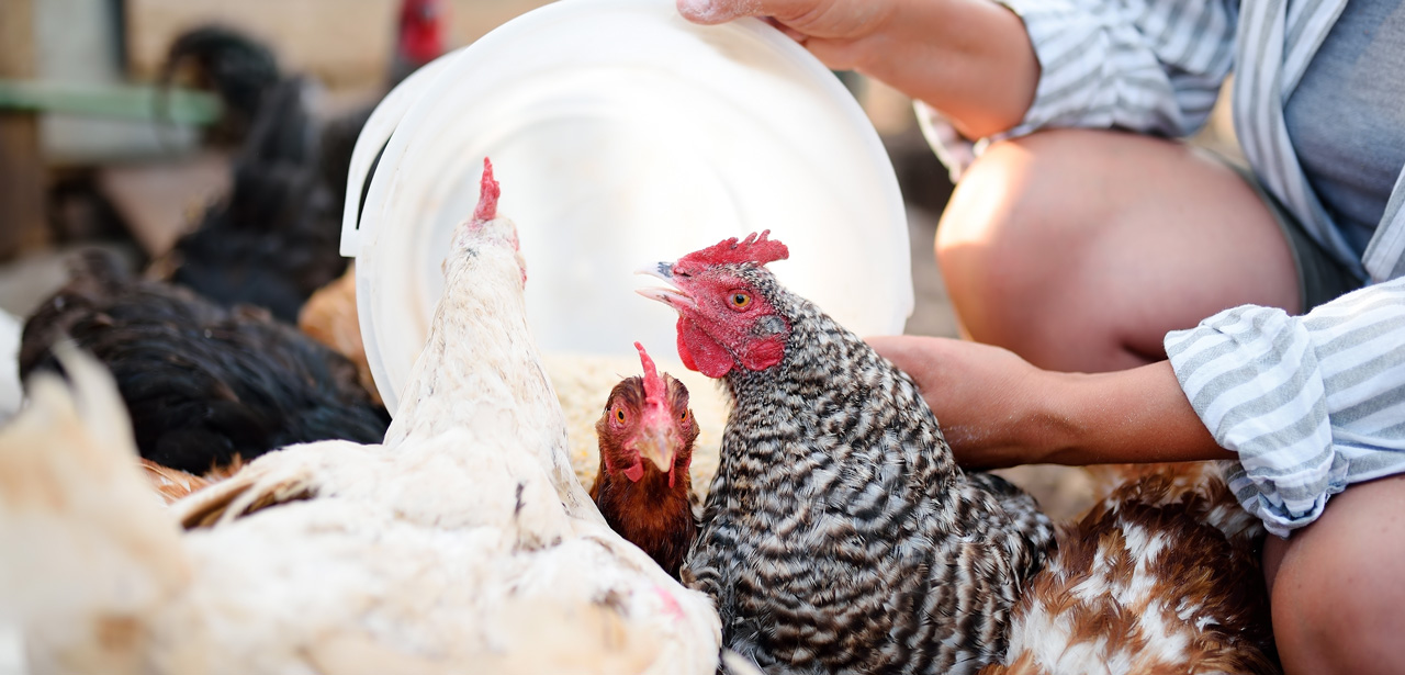 Photo d'une agricultrice en train de nourrir des poulets