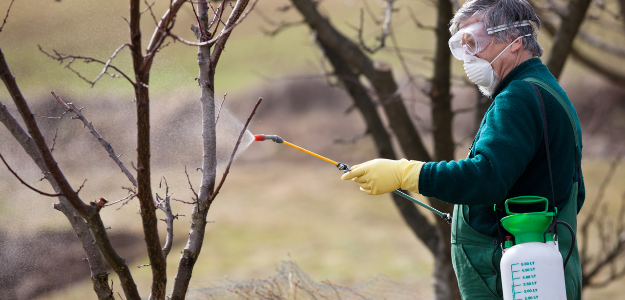 Photo illustrant l'utilisation de produits chimiques dans un verger par un jardinier