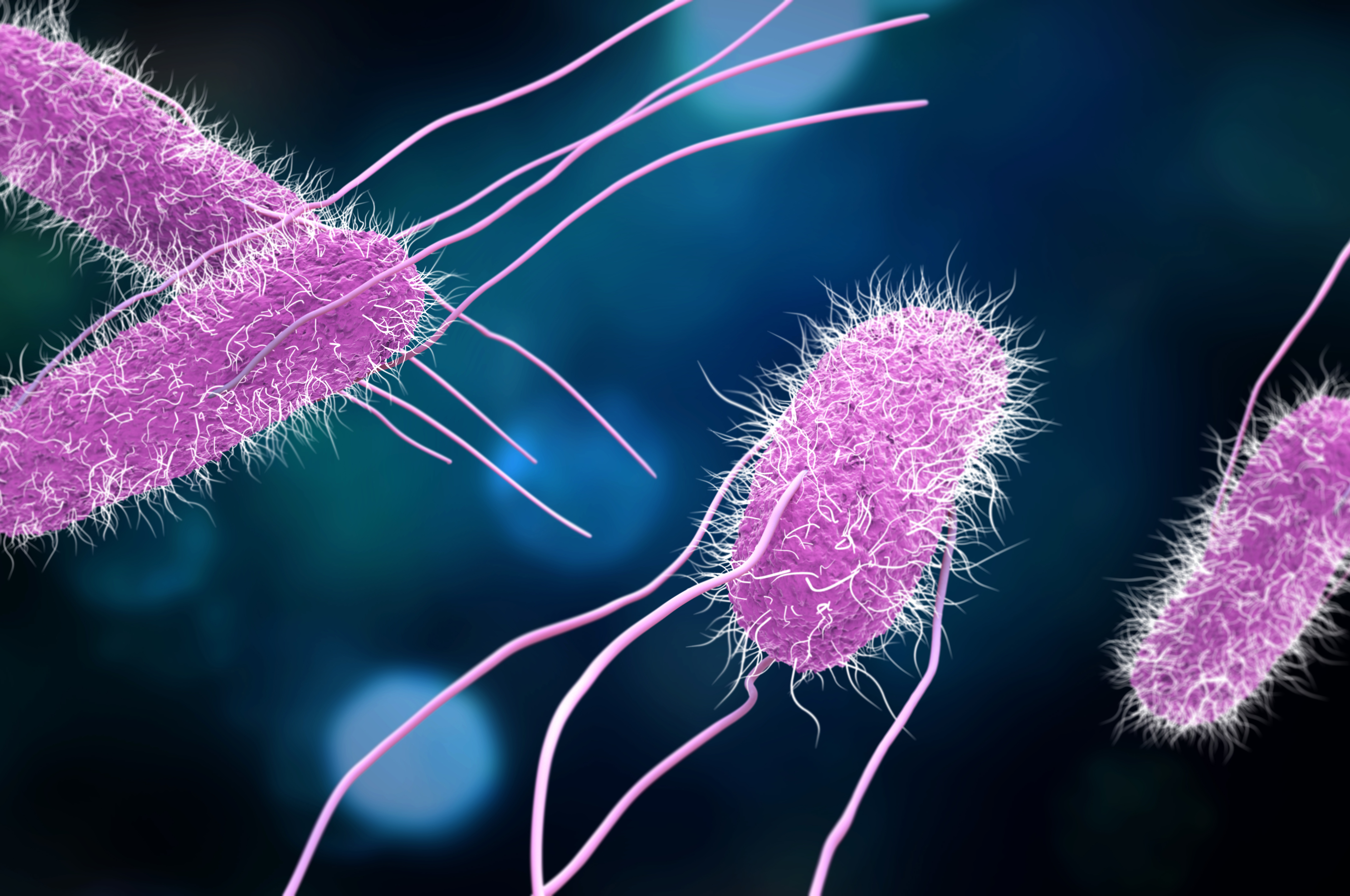 Illustration de la bactérie e. coli responsable d'une contamination par Salmonella Typhimurium