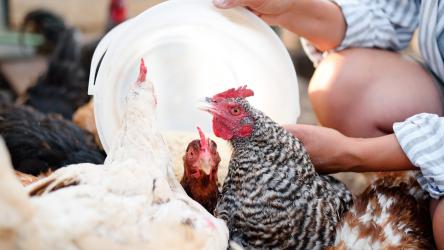 Photo d'une agricultrice en train de nourrir des poulets