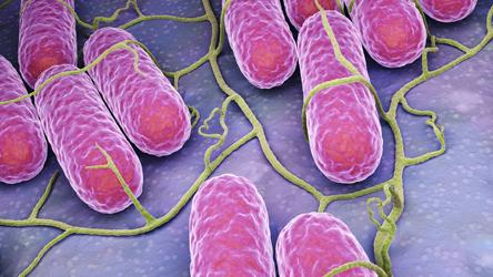 Epidémie de salmonellose à S. Enteritidis en Haute Savoie : investigations en cours