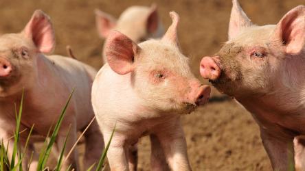 photo d'un élevage porcs