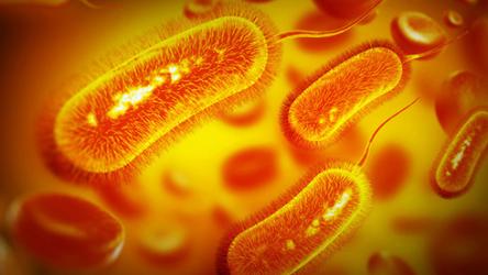 visuel e_coli