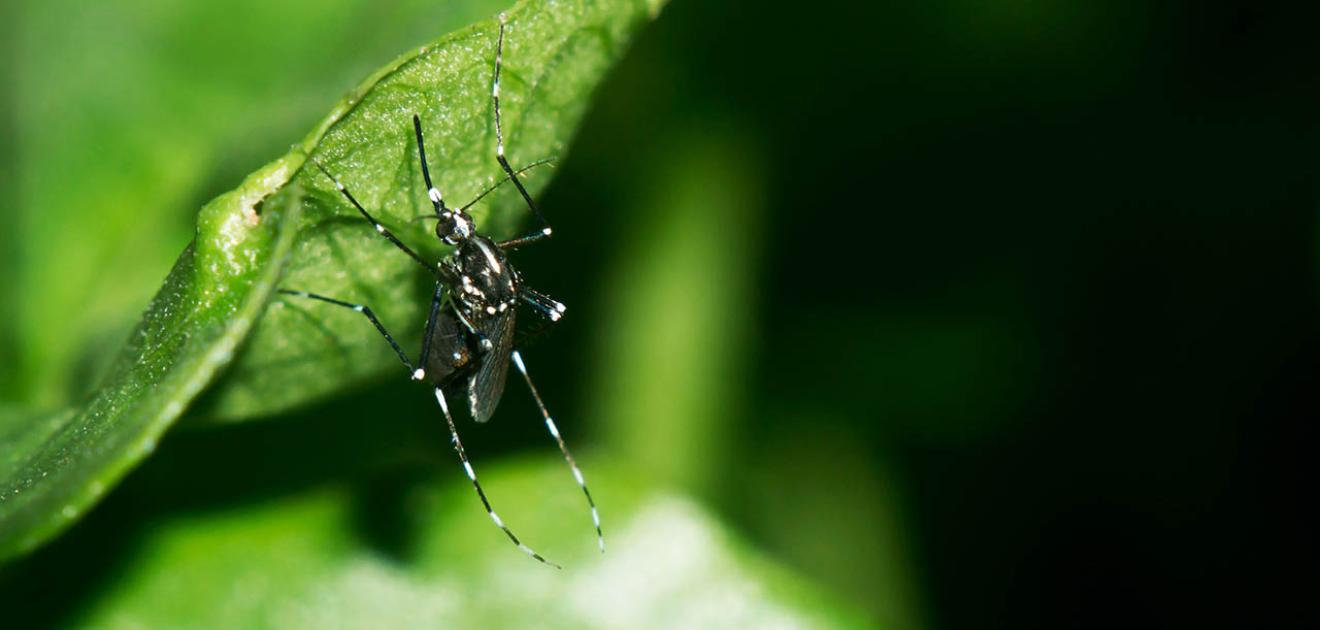 Visuel moustique tigre