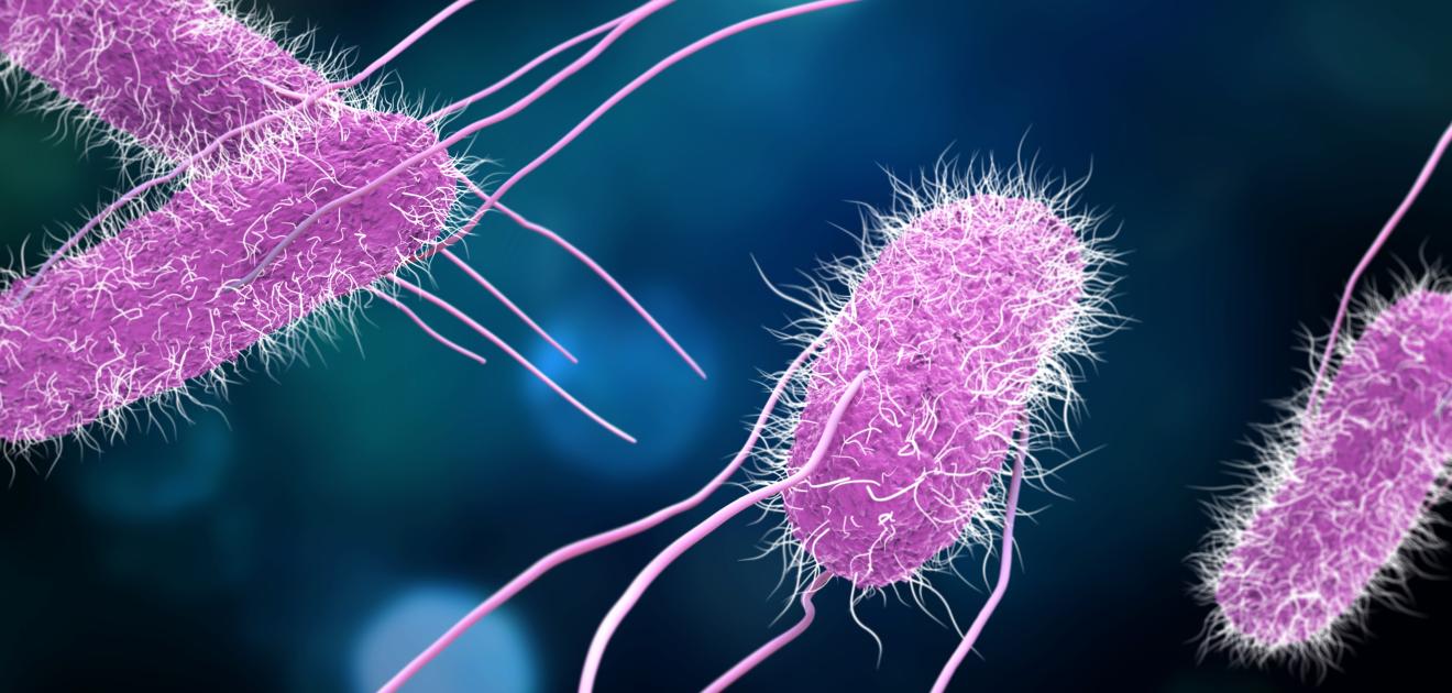 Illustration de la bactérie e. coli responsable d'une contamination par Salmonella Typhimurium